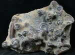 Plate of Devonian Ammonites From Morocco - #14310-3